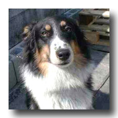 �y�b�g�V���b�v�ɂ�