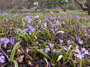 �V���[�E�V�r���J