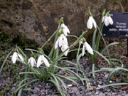 �X�m�[�h���b�v�X